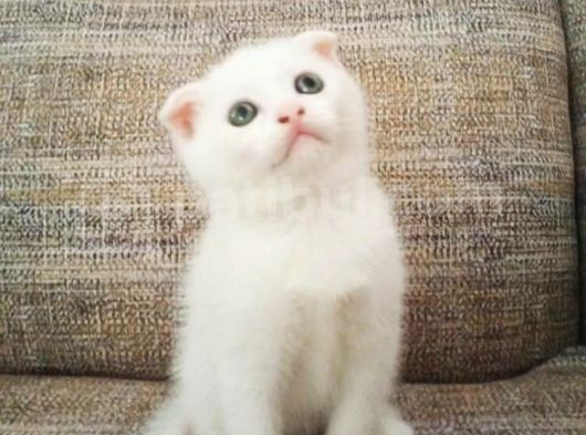 Beyaz Scottish Fold Renkli̇ Gözlü Çok Özel Yavrular görsel