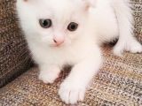Beyaz Scottish Fold Renkli̇ Gözlü Çok Özel Yavrular