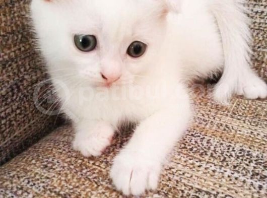 Beyaz Scottish Fold Renkli̇ Gözlü Çok Özel Yavrular görsel