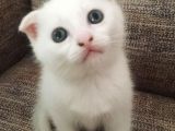 Beyaz Scottish Fold Renkli̇ Gözlü Çok Özel Yavrular