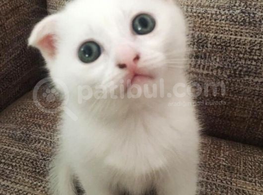 Beyaz Scottish Fold Renkli̇ Gözlü Çok Özel Yavrular görsel