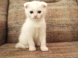 Beyaz Scottish Fold Renkli̇ Gözlü Çok Özel Yavrular