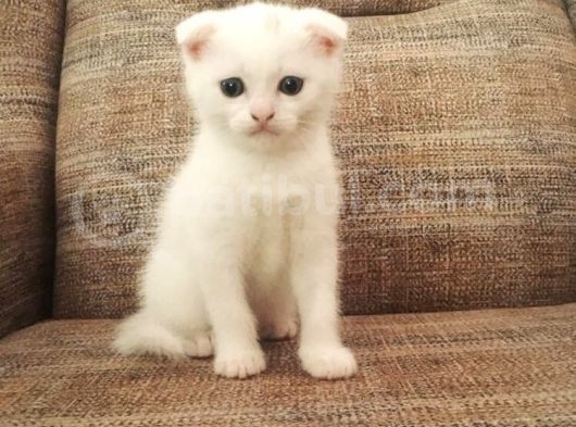 Beyaz Scottish Fold Renkli̇ Gözlü Çok Özel Yavrular