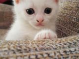Beyaz Scottish Fold Renkli̇ Gözlü Çok Özel Yavrular