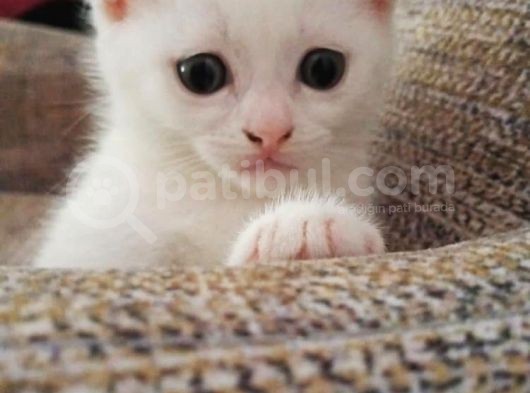 Beyaz Scottish Fold Renkli̇ Gözlü Çok Özel Yavrular görsel