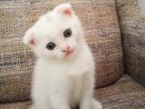 Beyaz Scottish Fold Renkli̇ Gözlü Çok Özel Yavrular