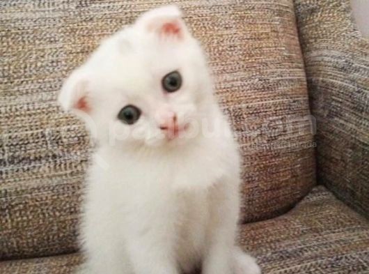 Beyaz Scottish Fold Renkli̇ Gözlü Çok Özel Yavrular görsel