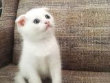 Beyaz Scottish Fold Renkli̇ Gözlü Çok Özel Yavrular