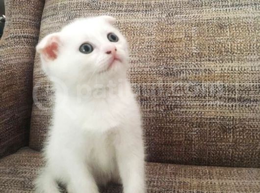 Beyaz Scottish Fold Renkli̇ Gözlü Çok Özel Yavrular görsel