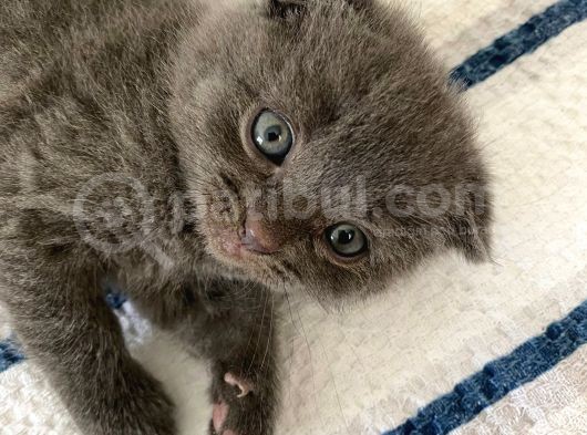 Scottish Fold Dişi Yavru görsel