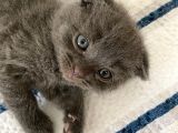 Scottish Fold Dişi Yavru