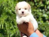 Yavru Maltipoo