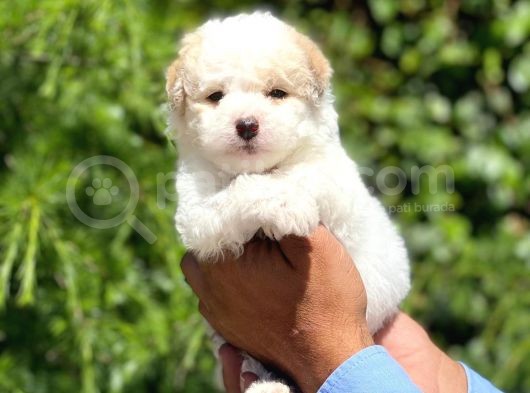 Yavru Maltipoo görsel