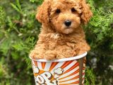 Irkının En İyisi Safkan Toy Poodle Yavrularımız