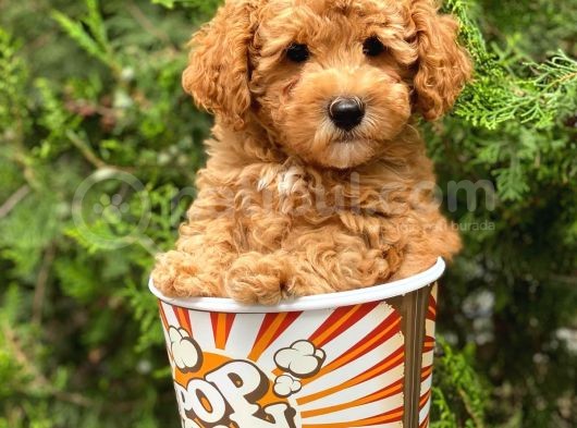Irkının En İyisi Safkan Toy Poodle Yavrularımız görsel