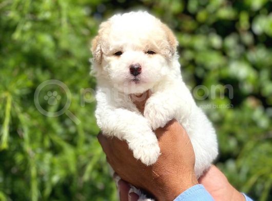 Yavru Maltipoo görsel