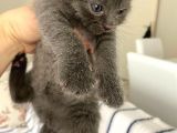 Scottish Fold Dişi Yavru