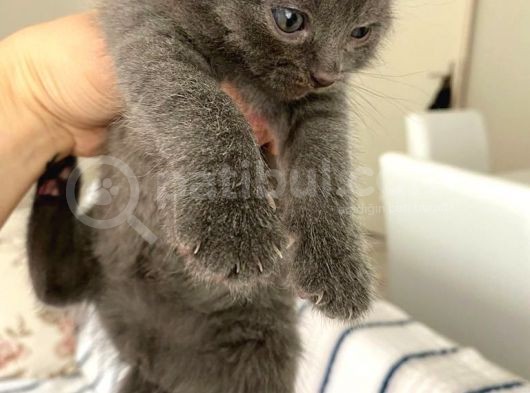 Scottish Fold Dişi Yavru görsel