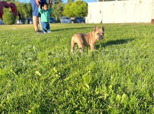 Lilac Favn Quad Egzotic French Bulldog