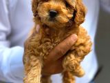 Irkının En İyisi Safkan Toy Poodle Yavrularımız