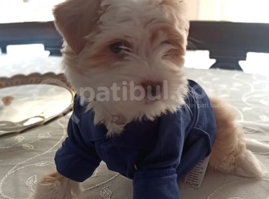 3.5 Aylık Erkek Maltese