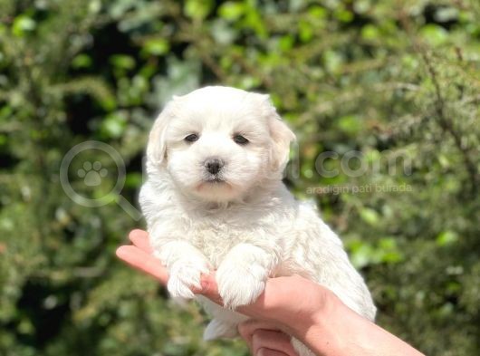 Yavru Maltipoo görsel