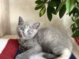 Oyuncu Cana Yakın Sevimli British Shorthair Bebişlerimiz Yeni Yuvasını Arıyor