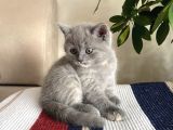 Oyuncu Cana Yakın Sevimli British Shorthair Bebişlerimiz Yeni Yuvasını Arıyor