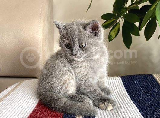 Oyuncu Cana Yakın Sevimli British Shorthair Bebişlerimiz Yeni Yuvasını Arıyor