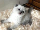 Safkan Scottish Fold 2 Aylık Yavru