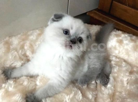 Safkan Scottish Fold 2 Aylık Yavru