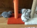 Safkan Scottish Fold 2 Aylık Yavru