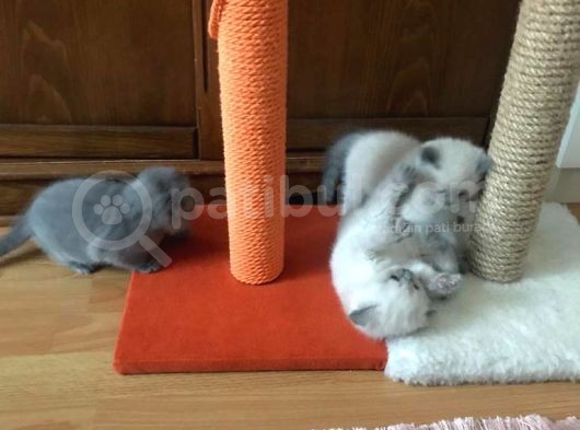 Safkan Scottish Fold 2 Aylık Yavru görsel