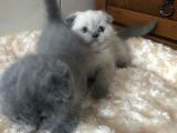 Safkan Scottish Fold 2 Aylık Yavru
