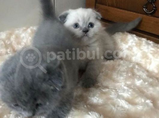 Safkan Scottish Fold 2 Aylık Yavru görsel