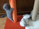 Safkan Scottish Fold 2 Aylık Yavru