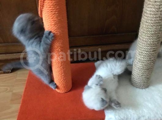 Safkan Scottish Fold 2 Aylık Yavru görsel