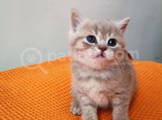 Ayı Surat Prenses Ve Bal Rengi Prens görsel
