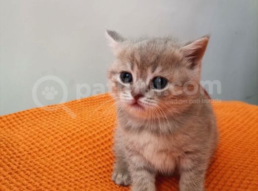 Ayı Surat Prenses Ve Bal Rengi Prens görsel