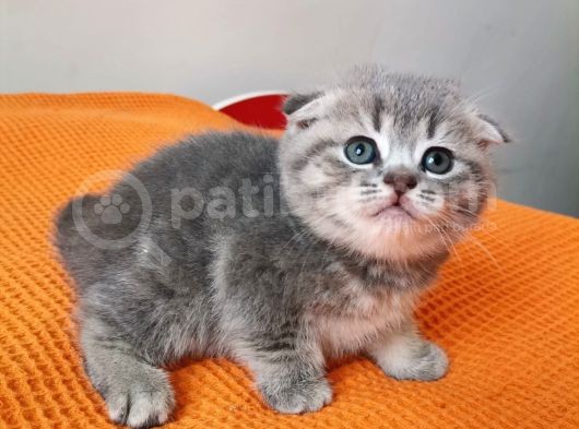 Ayı Surat Prenses Ve Bal Rengi Prens