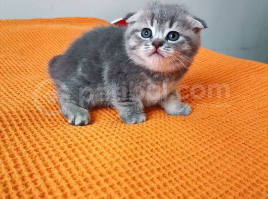 Ayı Surat Prenses Ve Bal Rengi Prens görsel