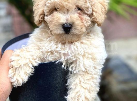 Safkan Toy Poodle Yavrularımız görsel