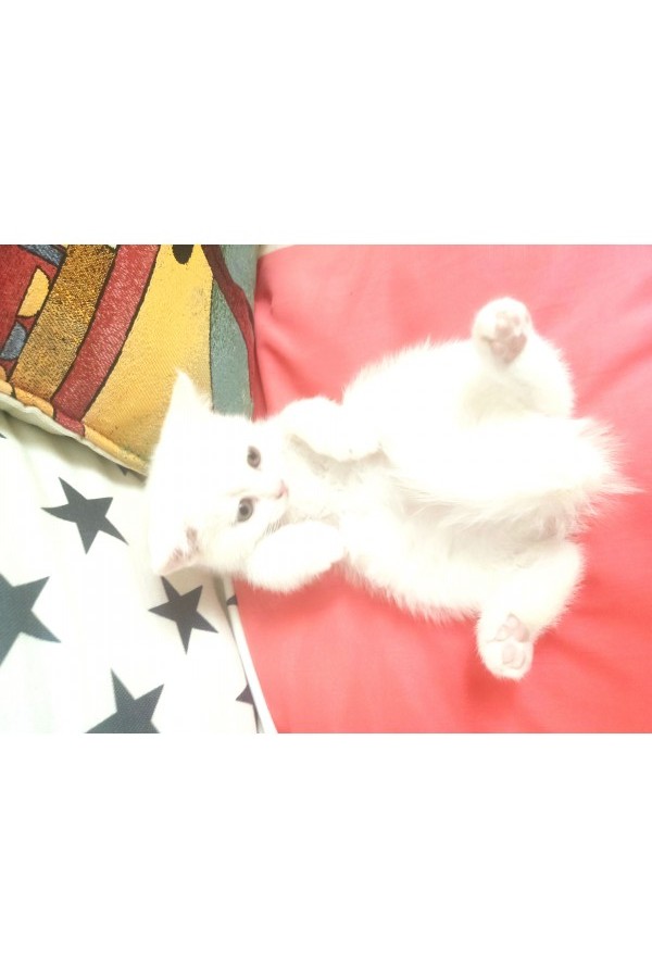 Orijinal British shorthair lilak