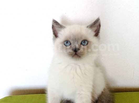 2 Aylık Blue Point Yavrularımız görsel