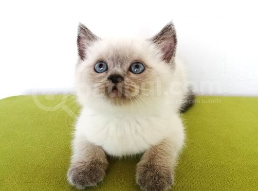 2 Aylık Blue Point Yavrularımız görsel