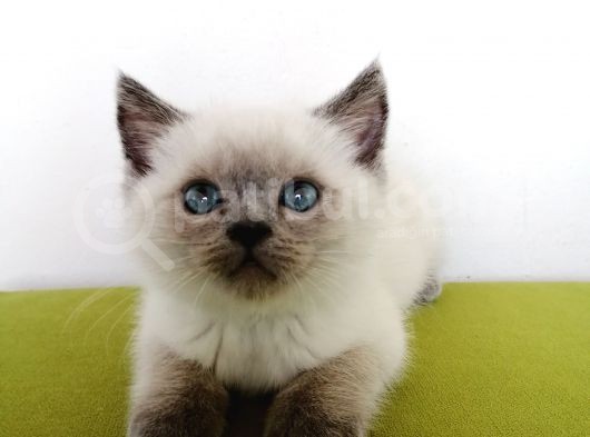 2 Aylık Blue Point Yavrularımız görsel