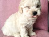 Maltipoo Bebeklerim