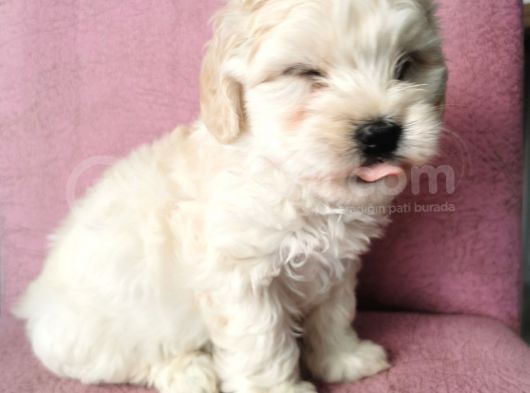 Maltipoo Bebeklerim görsel