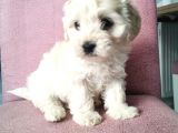 Maltipoo Bebeklerim