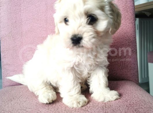 Maltipoo Bebeklerim görsel